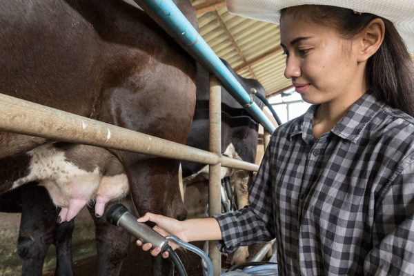 Japanese Student Milking cow