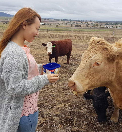 feed cows on farm